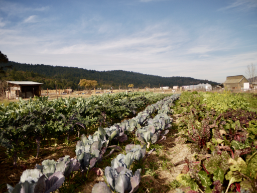 Groentetuin met koolplanten en een panoramisch uitzicht op een heuvelachtig landschap.