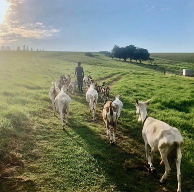 Een persoon leidt een groep geiten en schapen over een groene heuvelachtige veld.